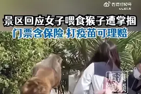 女子给猴子喂食被掌掴？景区回应图片