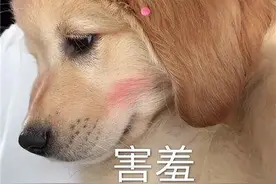 你会给狗狗“绝育”吗？来看看它们前后的差异图片