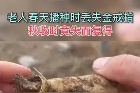 “春种秋收”？老人春天播种时弄丟金戒指，秋收时竟失而复得图片