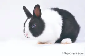 世界的兔和中国的兔图片