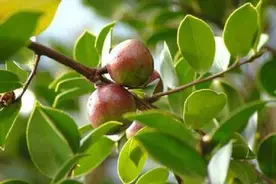 山茶油：每一滴都来之不易，弥足珍贵图片