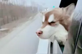 狗子们回家过年，旅行喜感花样百出，网友：一家人就该整整齐齐图片