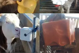 建议牛羊养殖户：舔砖千万别乱买，教你几招选购技巧图片