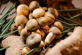 蘑菇竟有这么多鲜为人知的秘密？图片