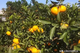 说说黄岩蜜桔没落和涌泉蜜桔兴起的原因图片