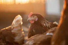 鸡吐水的四大原因 鸡吐水 鸡口流粘液是什么病 鸡口中流粘液怎么回事图片