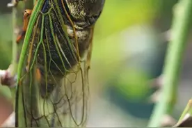 金蝉精美图片图片