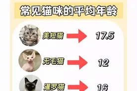 猫咪年龄对照表，怎样养护猫咪才能长寿图片