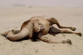 5吨的大象都能被吃，为何骆驼却几乎没有天敌，没食肉动物吃它？图片