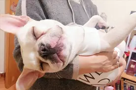 法斗，不是人人都可以养的，缺点很明显图片