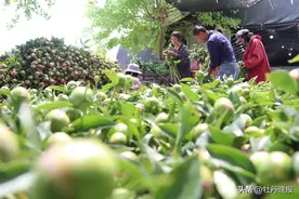 芍药产业助增收图片