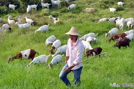 村民在自家的田里撒农药致他人59只羊死亡后，被检察院起诉图片