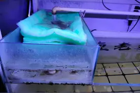 小鱼缸养鱼，宁可不要生化滤材，也要把物理过滤做好图片