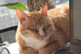 给猫咪按摩，不仅有益健康还能增进感情，手把手教你帮猫咪按摩图片