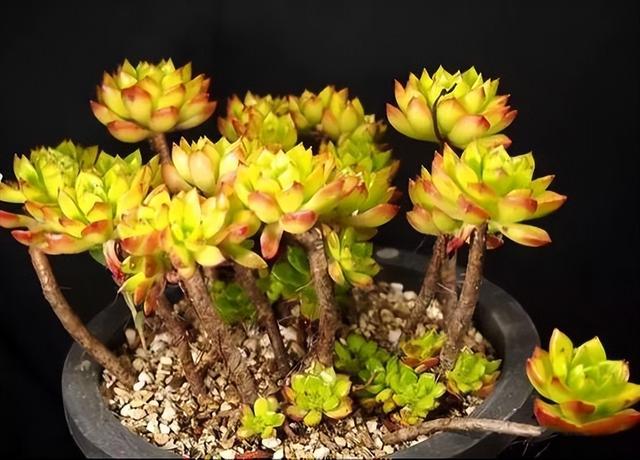 270种常见多肉图谱，一分钟认全！