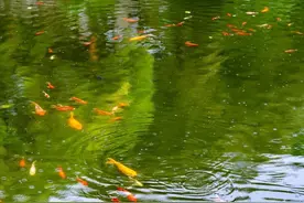 水至清，则无鱼；人至察，则无徒图片