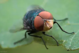 消灭苍蝇最有效的方法是什么？怎样才能灭绝？图片