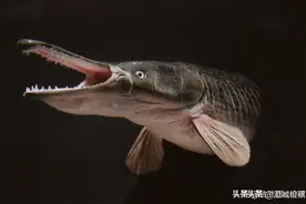 花费一个月，抽干一池水，只为了抓一条鱼，抓到后把它剁得粉身碎骨都不解气图片