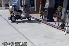 狗狗对兽医狂吠三年，只因曾经兽医将它睾丸切除，网友：不能释怀图片