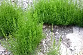 农田害草问荆为何又叫“吸金草”，真能吸取黄金？有科学依据吗？图片