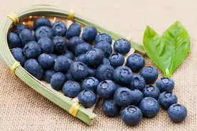 阳台养蓝莓，注意以下事项，果实累累，一棵结果好几斤，超级简单图片