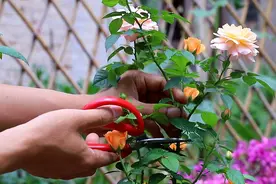 月季的修剪，关系到明年的开花量图片