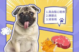 宠物养肝护肾｜大鱼大肉都给狗子，其实是害了它图片