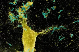 体检查出了幽门螺杆菌，吃了半个月药，再查还是阳性，怎么办图片