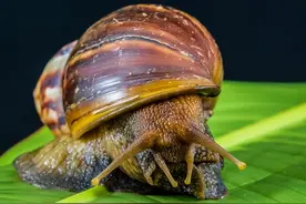 外来物种入侵！广西发现“非洲大蜗牛”，它有何危害？图片