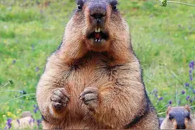 会向人祈祷的土拨鼠，真实身份很少有人知道？竟然还是致命动物！图片