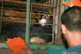 咬人的狗，只要见到这种人，立马变怂！狗子：“杀气太重”图片