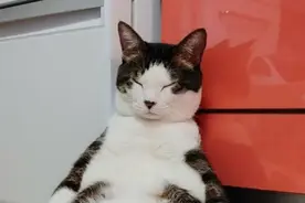 猫瘫坐在柜子前打瞌睡！主人笑：顾家太累？图片