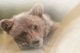 石榴科普丨新疆国家重点保护野生动物科普——棕熊图片