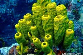 「动物界全系列」动物界—多孔动物门（下）图片