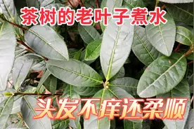 茶树上的老茶叶扔了可惜，捡回家煮水洗头发，头发不痒啦图片