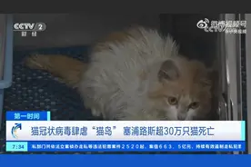 猫冠状病毒蔓延猫岛，超30万只猫死亡，致死率近90%图片