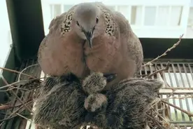 吃野生斑鸠其实对人有害？连筑巢都不会的斑鸠，究竟如何繁殖的？图片