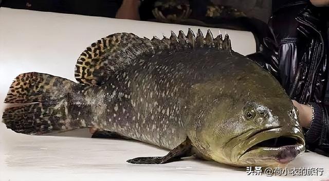 肚子痛能喝花胶汤吗 肚子痛能喝花胶汤吗小孩