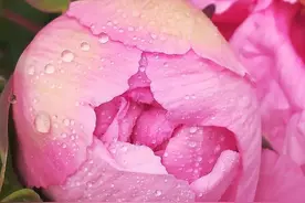 牡丹花开动京城 | 京城这些地方牡丹开得正好图片