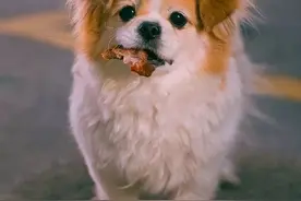 女生想养狗，这几种狗狗，你不要错过了图片