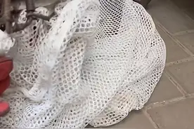 沪上小区惊现“捕兽夹” 有猫咪右前腿被夹断 爱心居民将它紧急救助送医图片