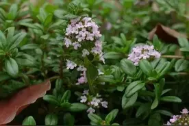 百里香是怎样的植物图片
