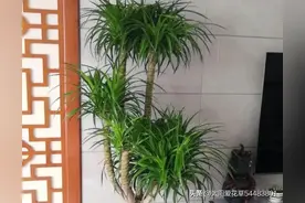 7种大绿植，高端大气，镇宅旺家，家里有位置，别错过养一盆图片