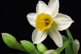 古诗词中的水仙花：飘零尘俗客 再见水仙花图片