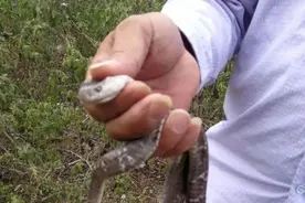 桂林一男子徒手抓眼镜王蛇，结果被送医抢救图片