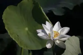 寿命长的老人，一般都有这些生活习惯图片