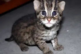 09年，四川老汉捡到一只小野猫，长相可爱性格凶猛，专家：不简单图片