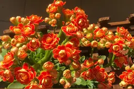 2022年最火的20个长寿花品种，每个都好看，重瓣的单瓣的都有图片