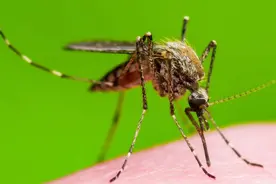 世界上最危险的动物图片