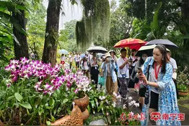 看千年铁树开花，听山歌看表演.....“汉语桥”选手走进青秀山体验文化图片